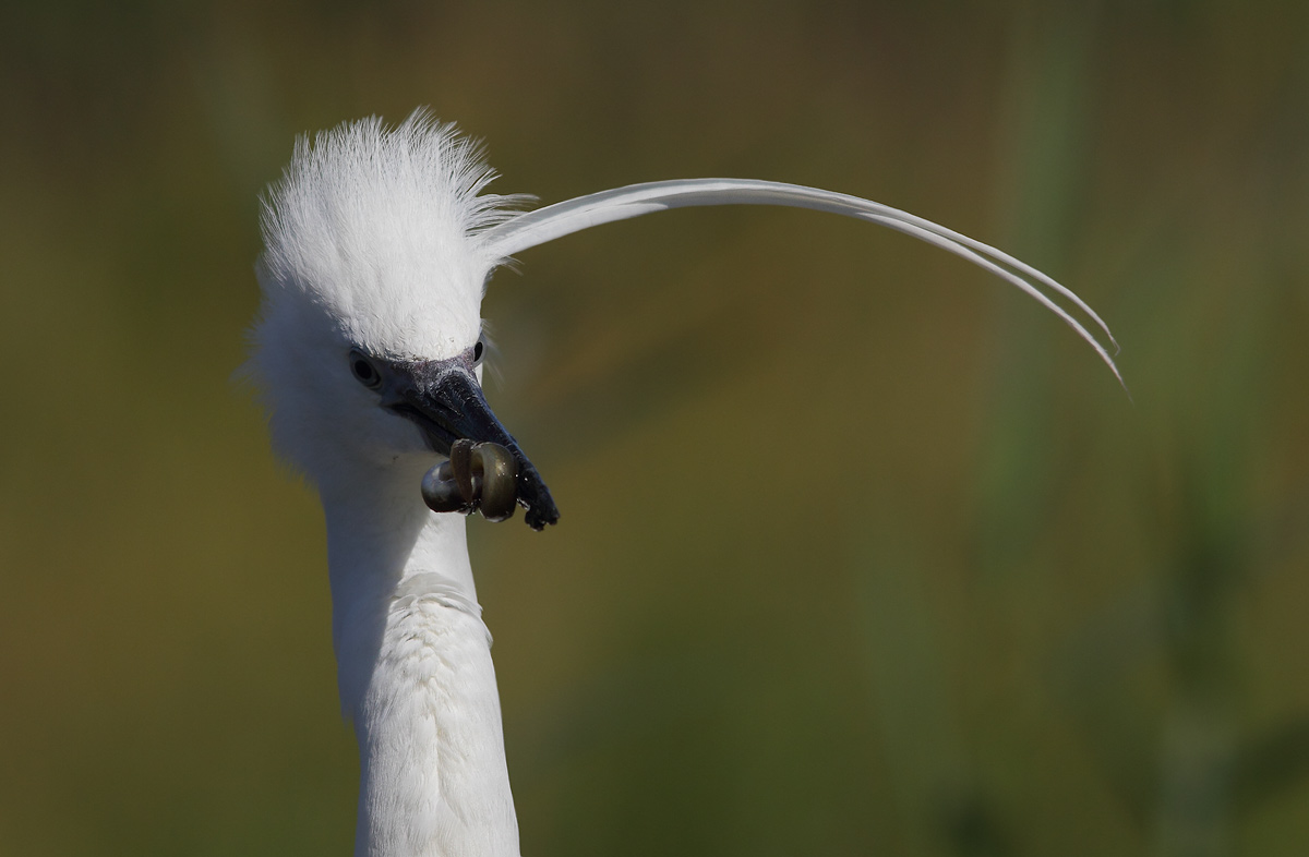 egret