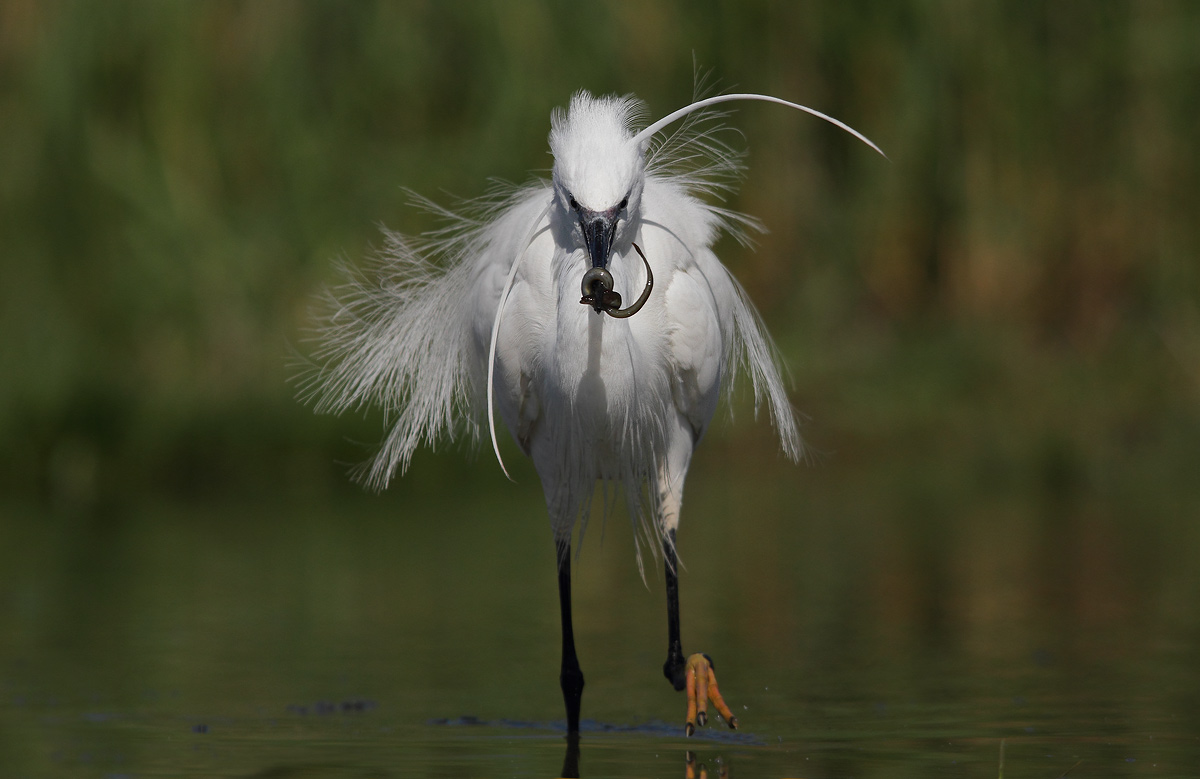 egret