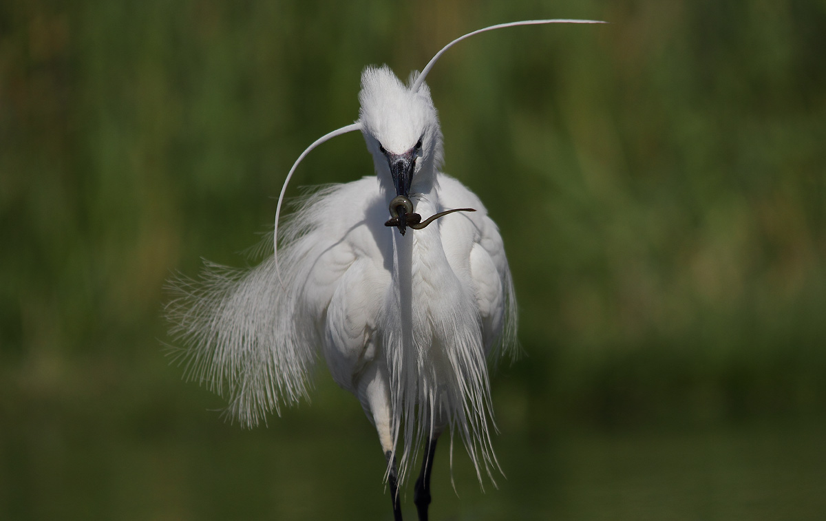 egret