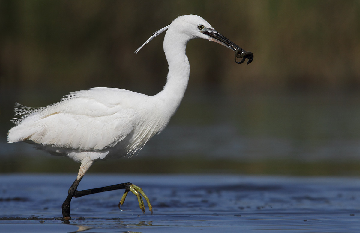 egret