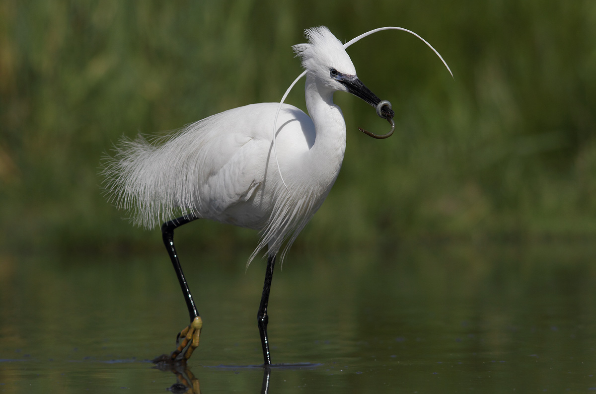 egret