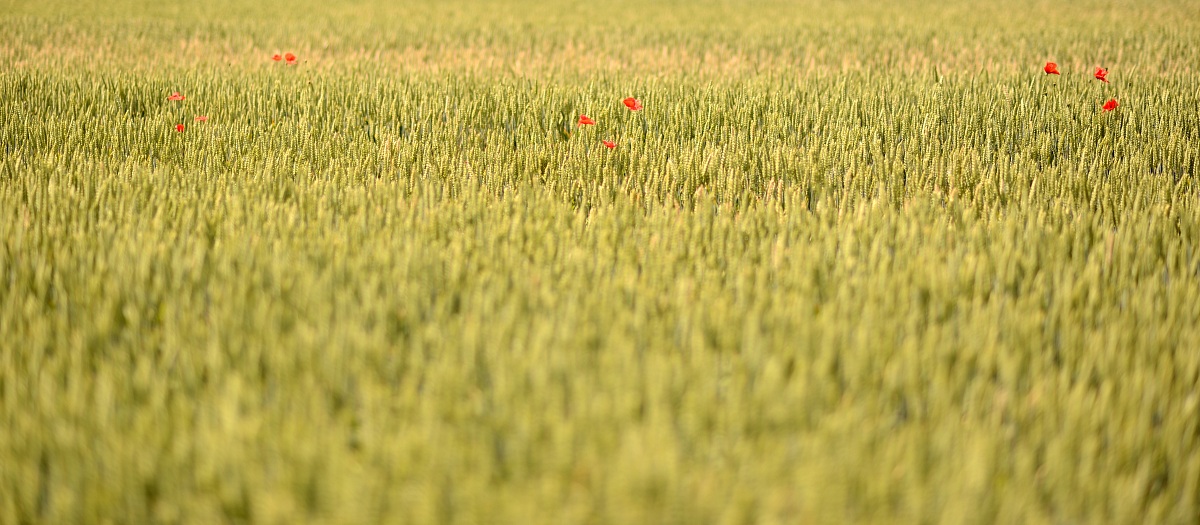 Ritratto di paesaggio