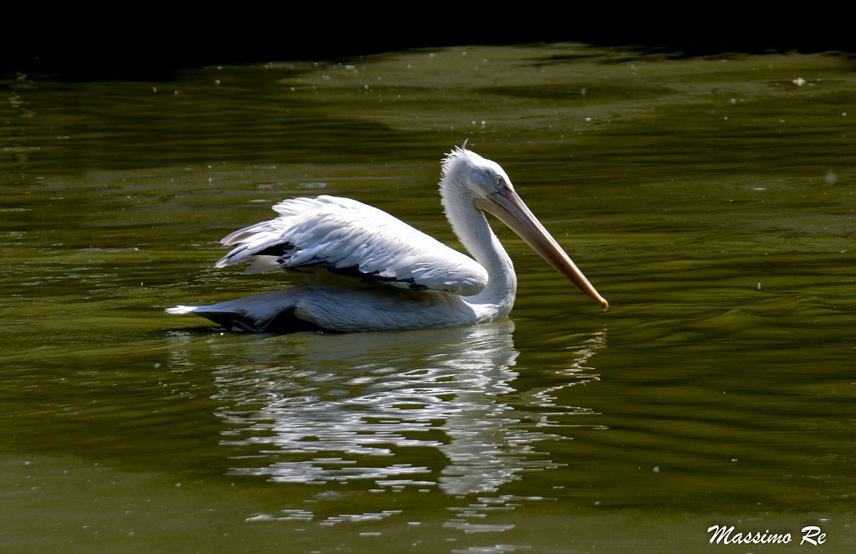 Dalmatian Pelican