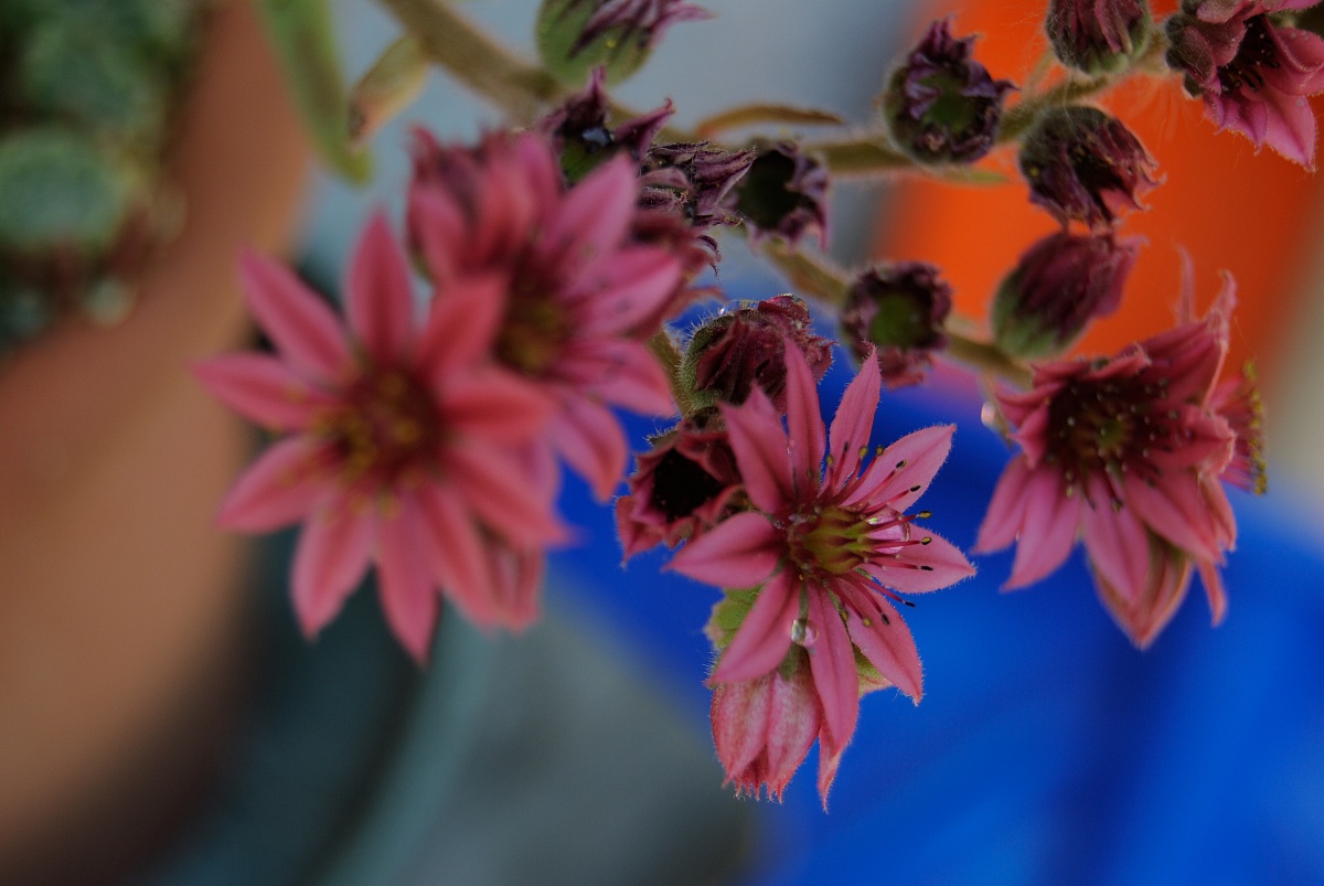 Semervivum montanum in bloom