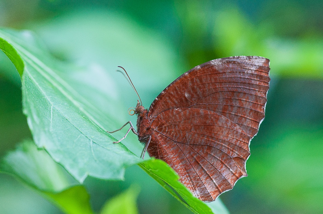 Tropical Butterfly III