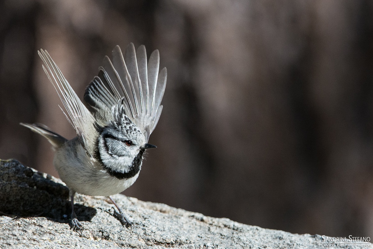 Crested tit