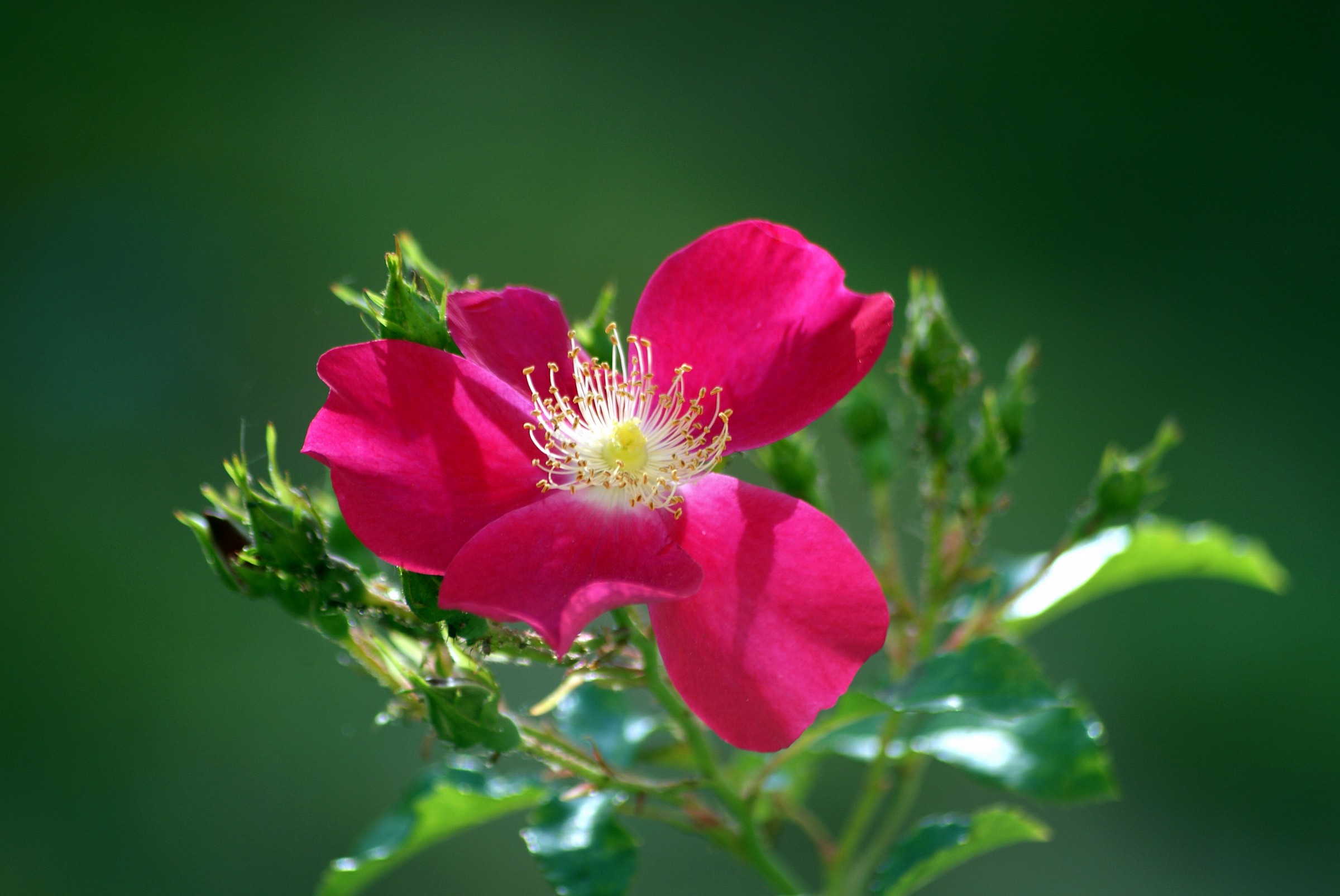 Rosa canina