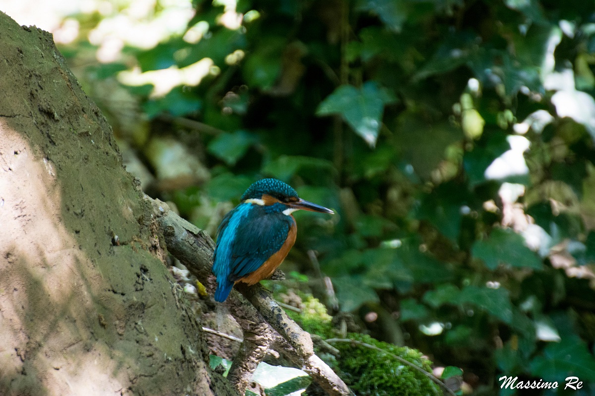 Kingfisher