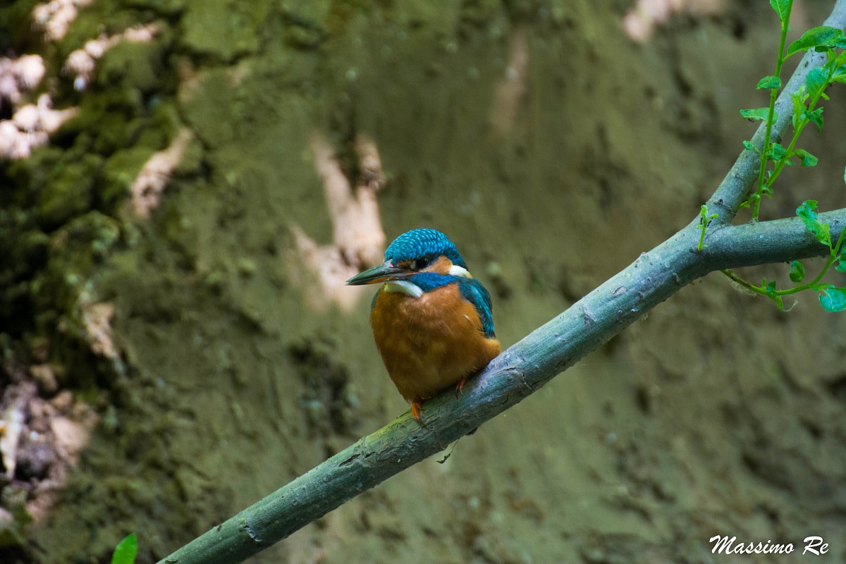 Kingfisher