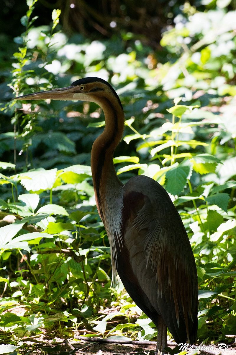 Purple Heron