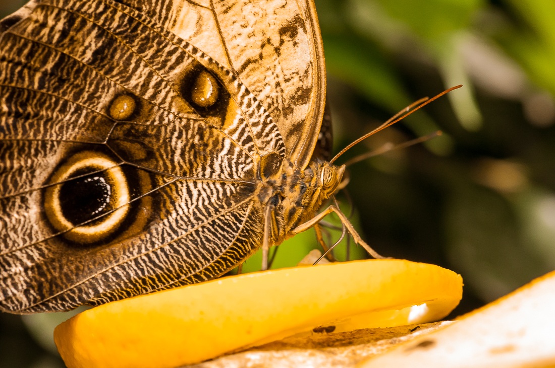 Tropical Butterfly VII