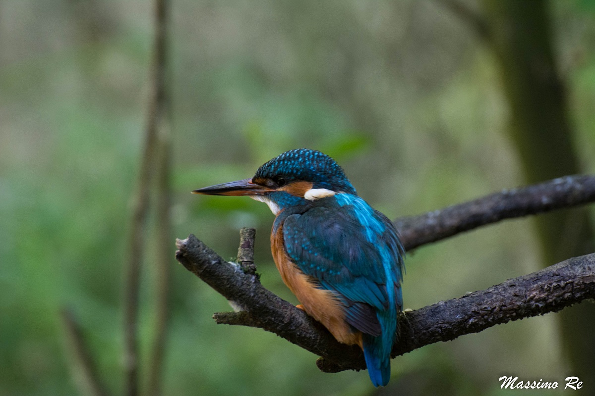 Kingfisher