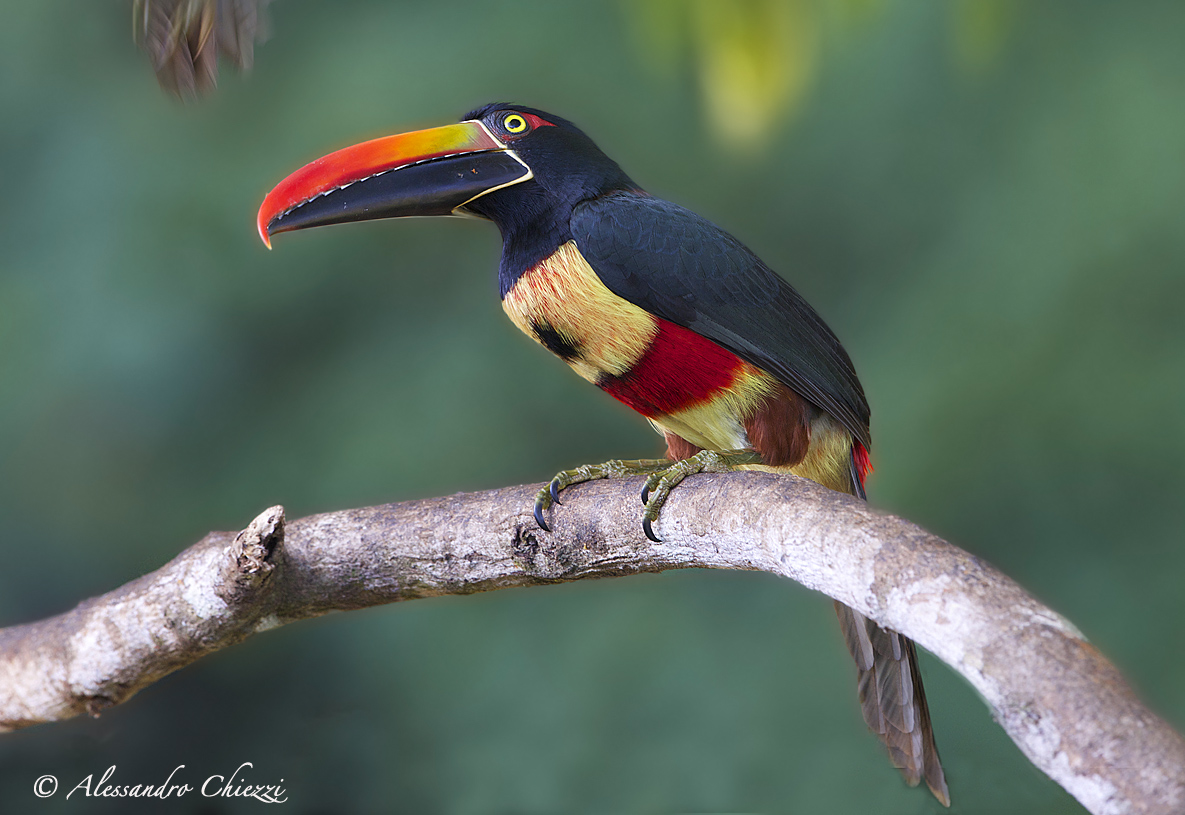 Aracari spout of flame