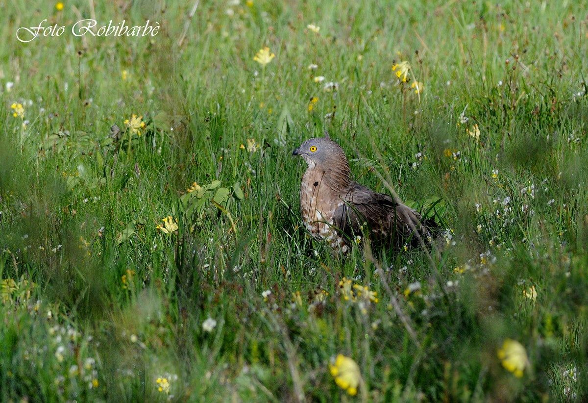 Falco pecchiaiolo... ambientato....