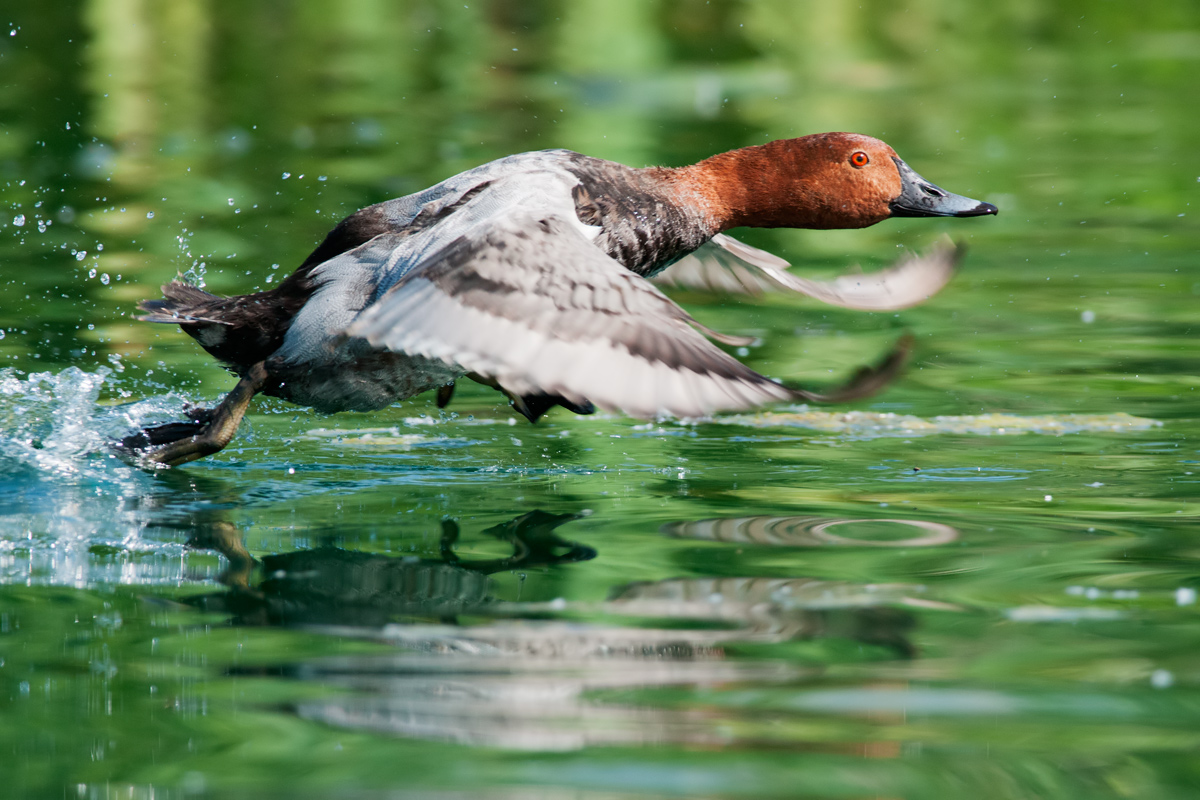 Pochard