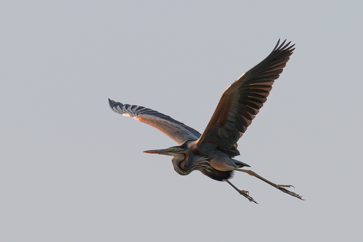 Il volo dell'airone rosso