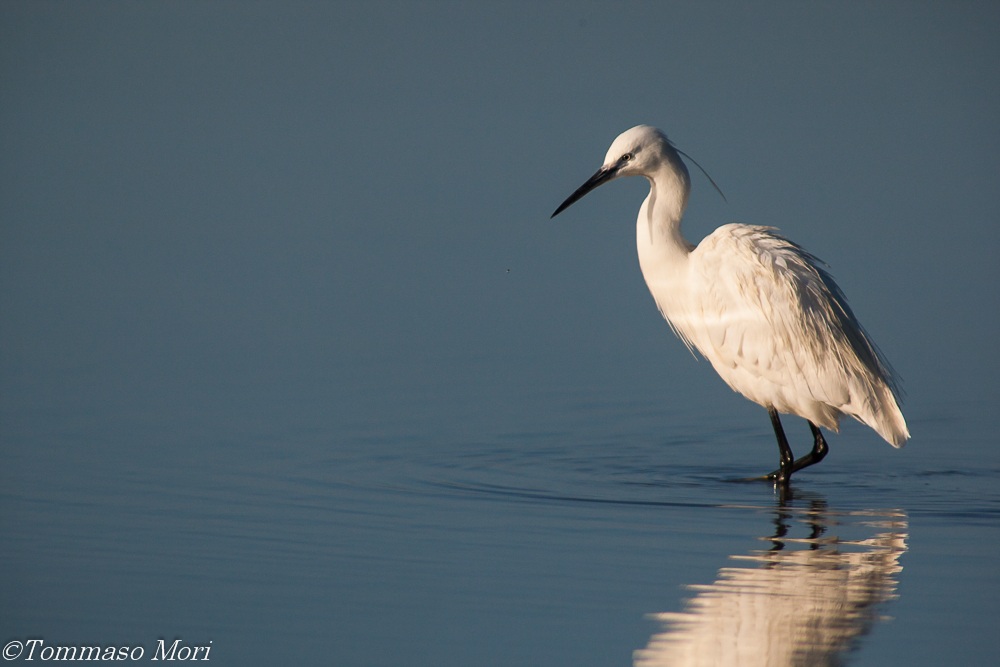 Egretta Garzetta