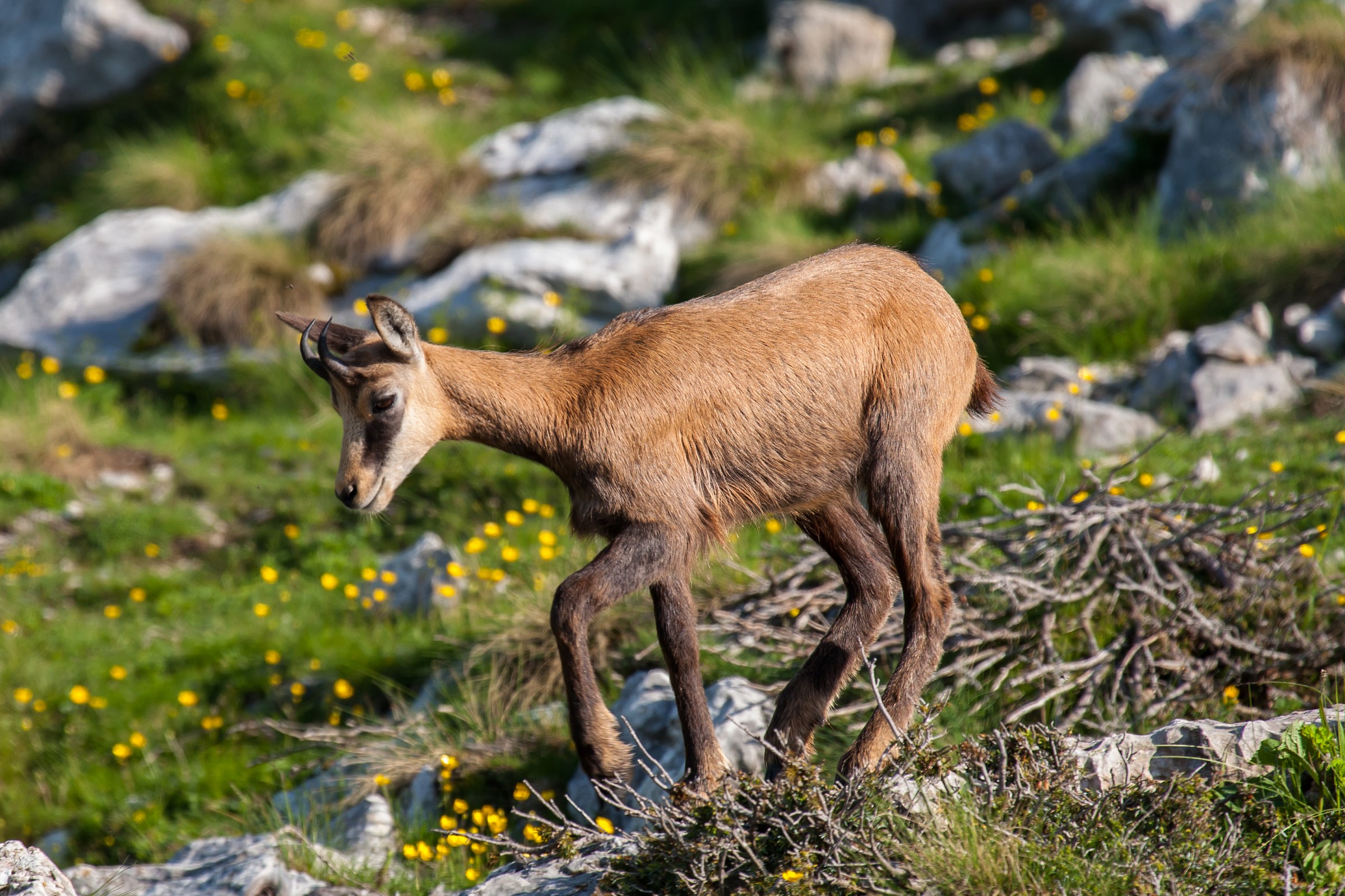 chamois