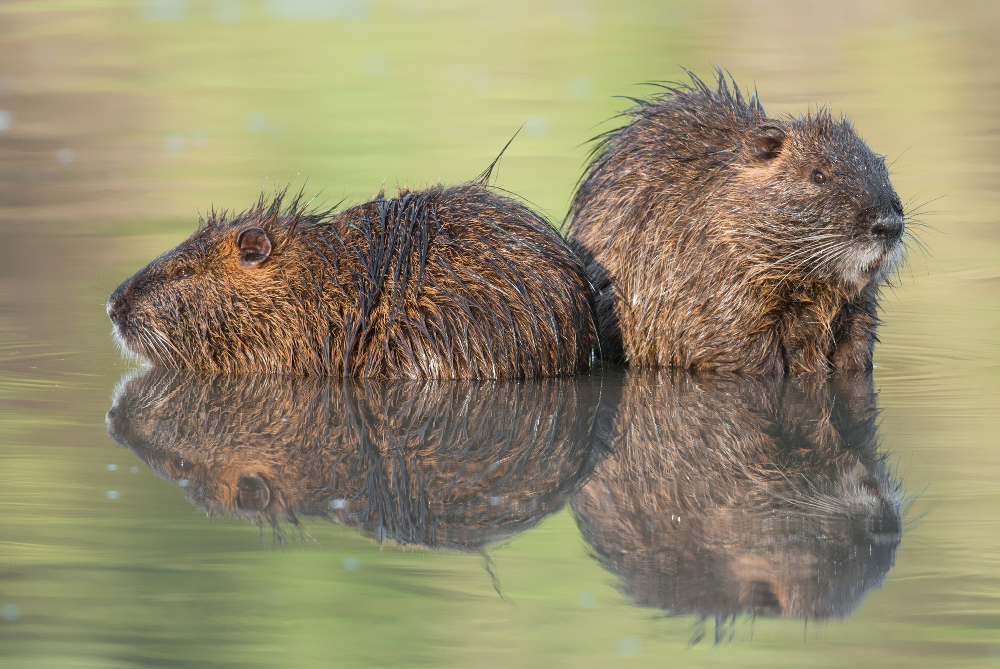 nutria