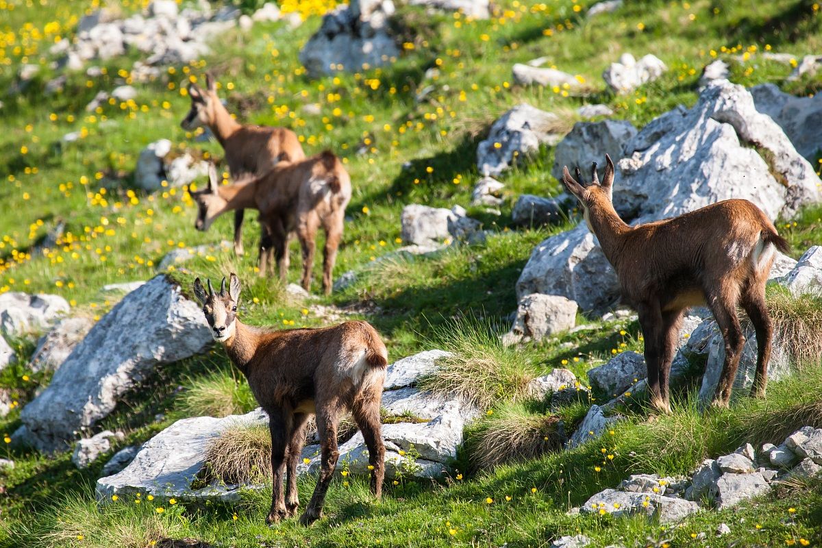chamois grazing