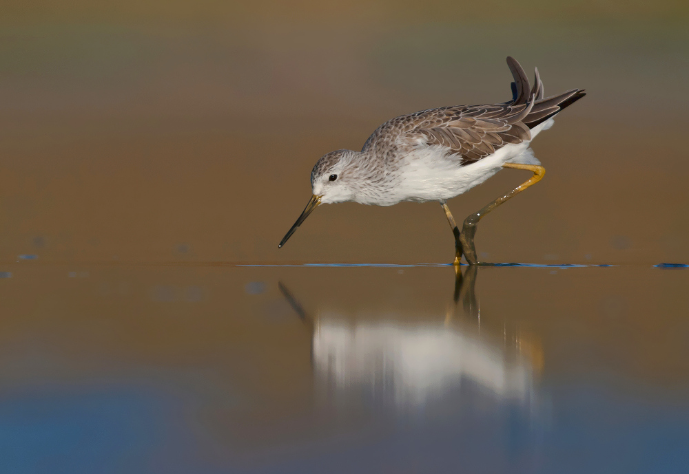 marsh sandpiper