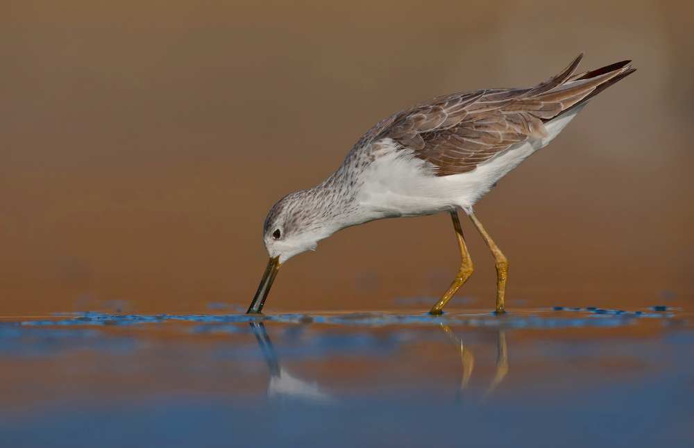palude Sandpiper