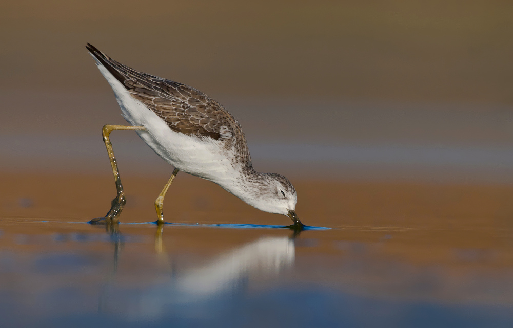 marsh sandpiper