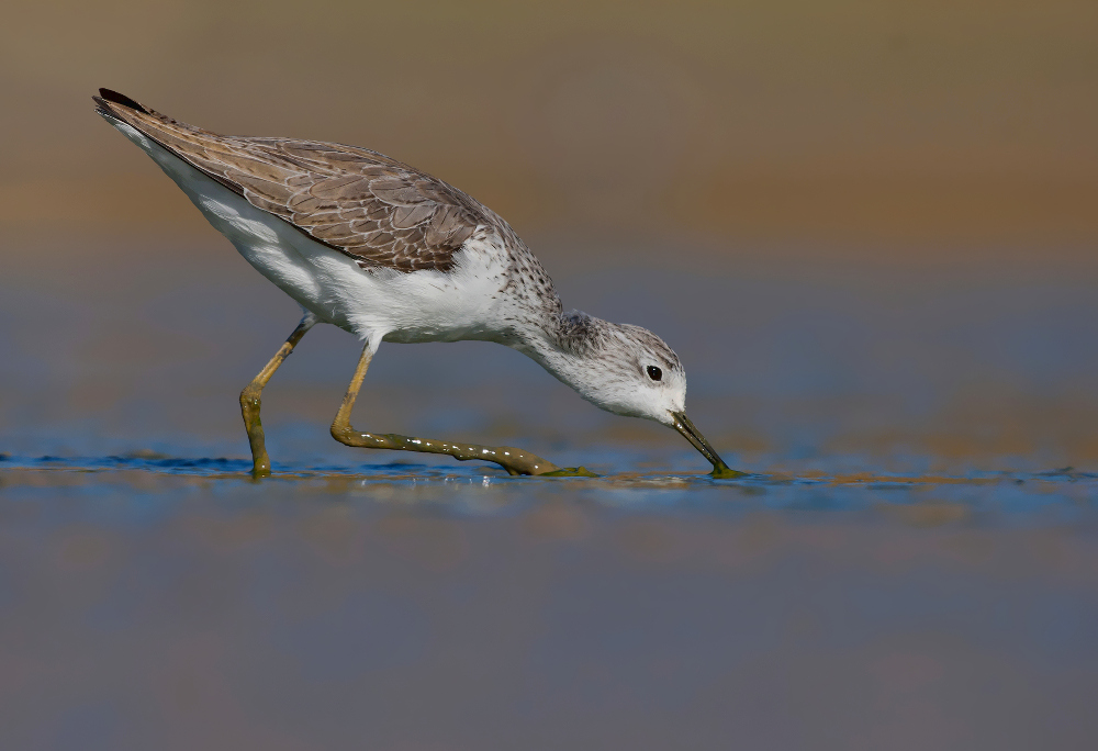 marsh sandpiper