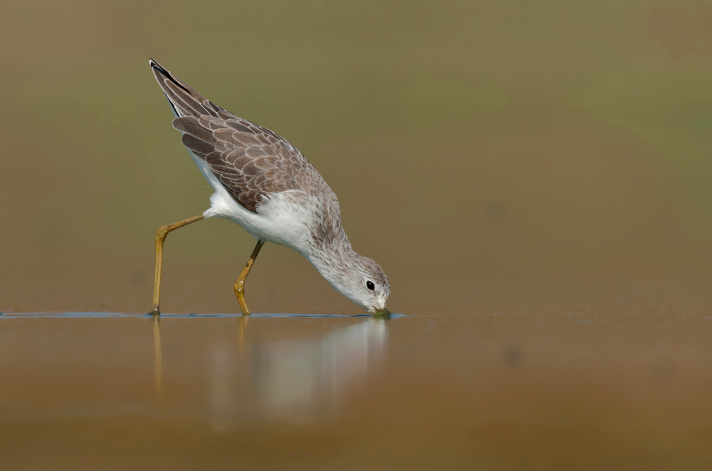 marsh sandpiper