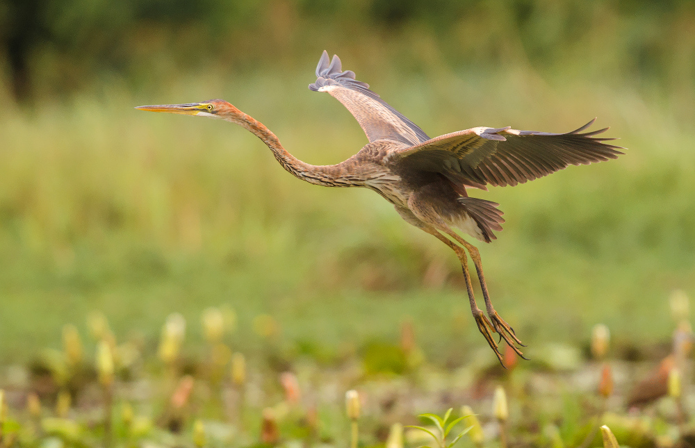 purple heron