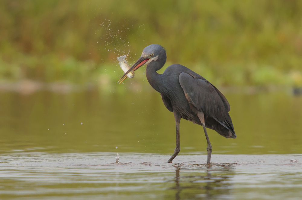 western reef egret