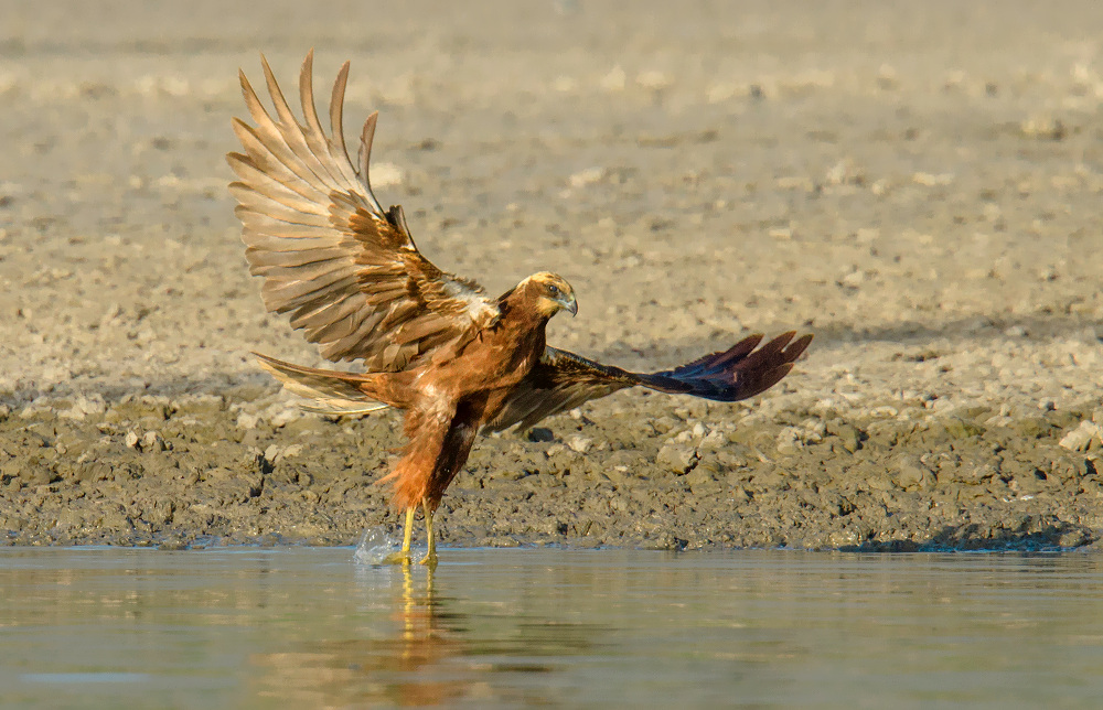 marsh harrier