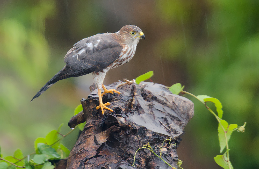shikra (accipiter badius)