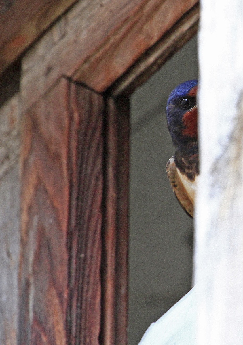 The beautiful window