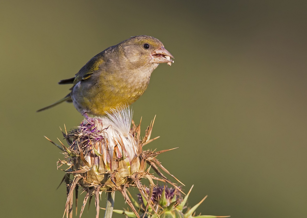The seeds of the milk thistle