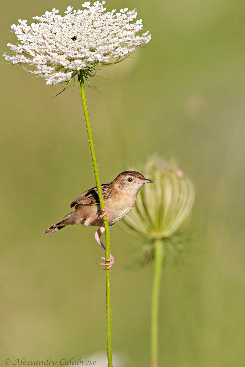The gallant Beccamoschino