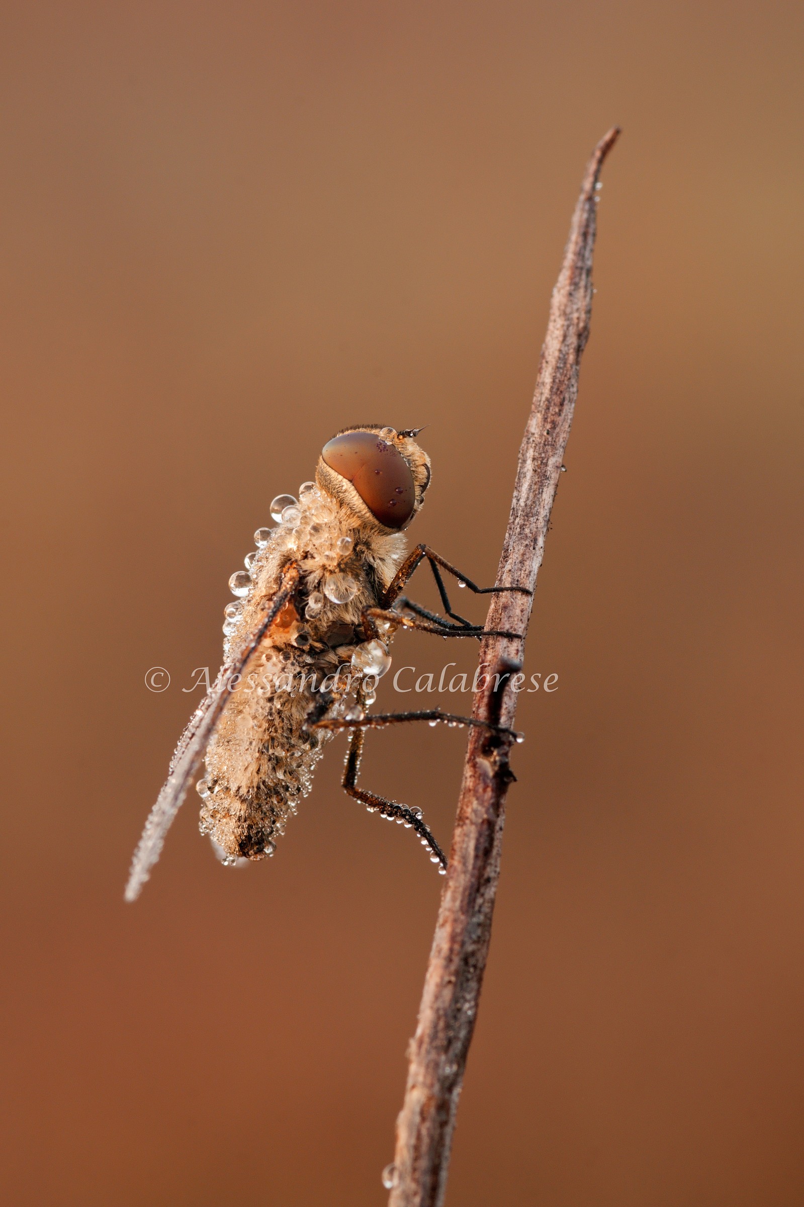 Dittero imperlato di rugiada