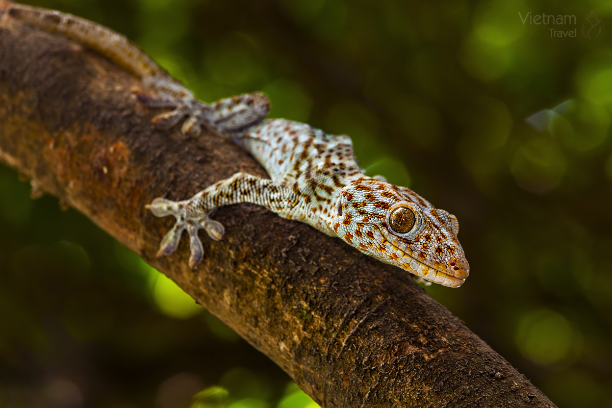 Gekko gecko