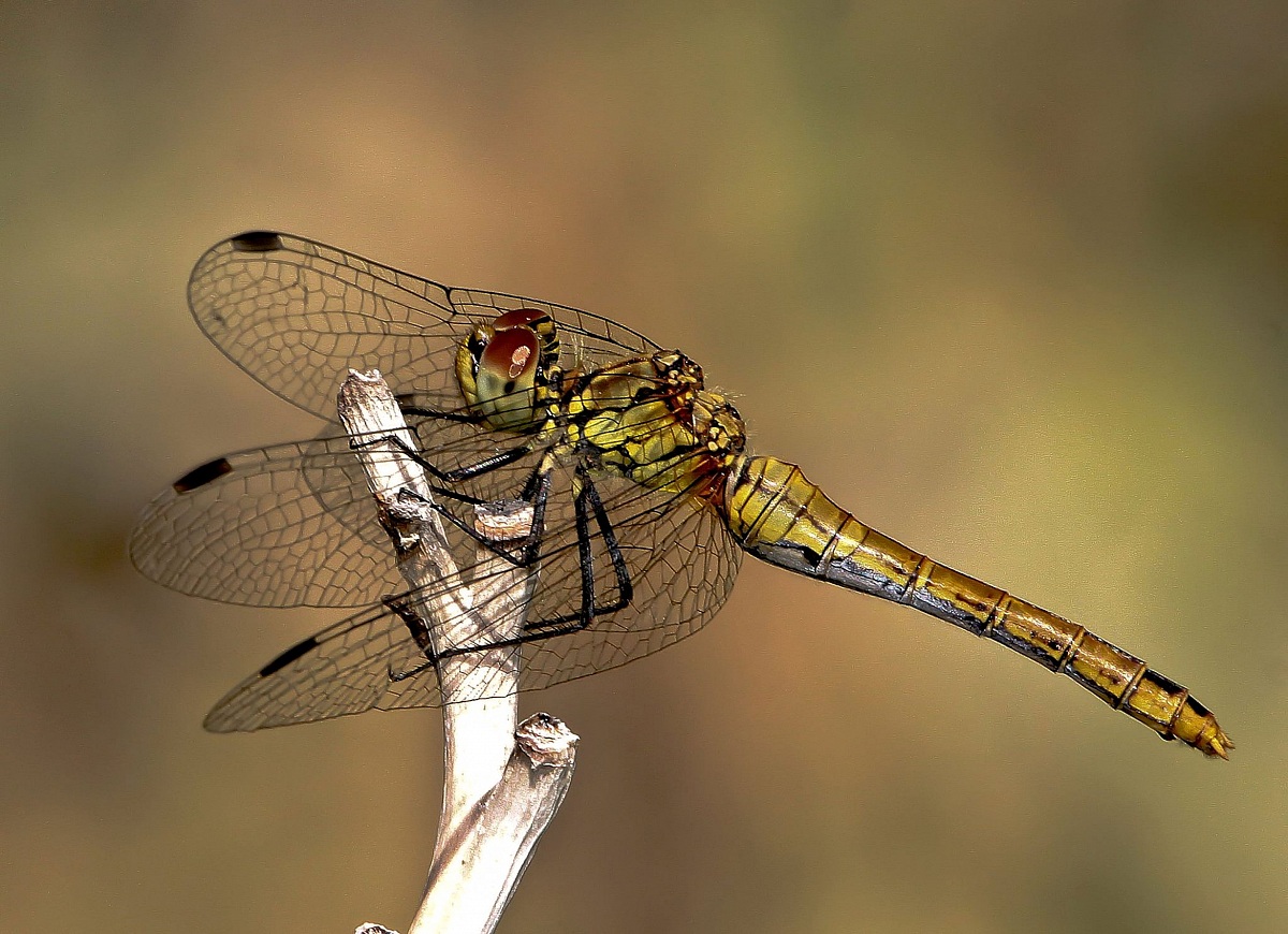 Dragonfly
