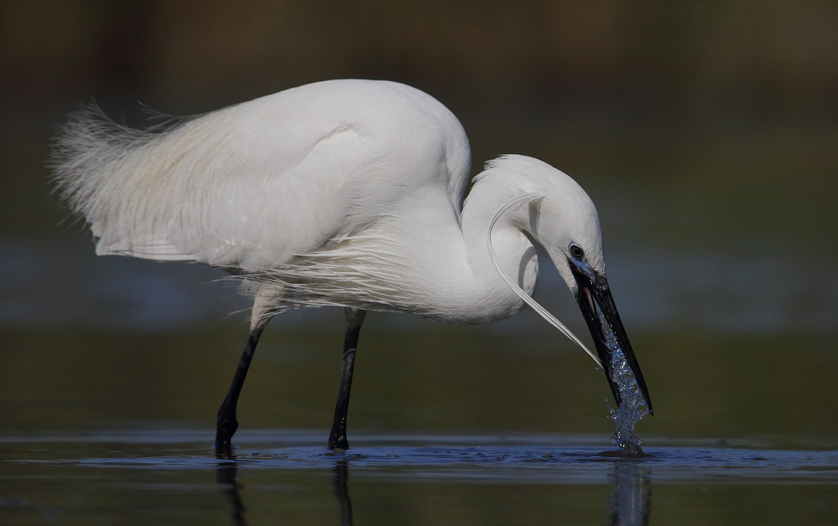 egret