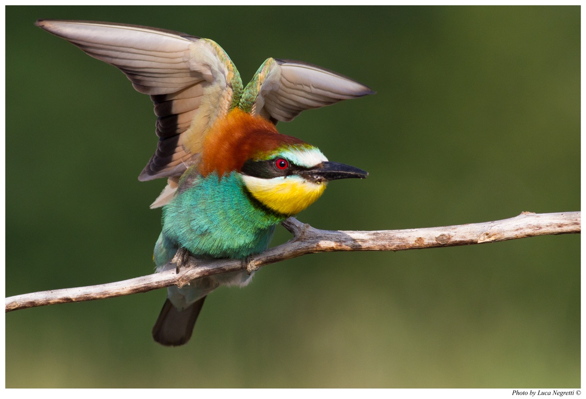 Bee-Eater # 1