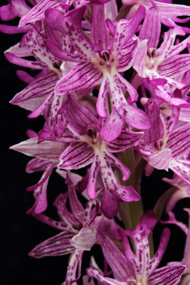 Orchis militaris con 3 labelli _ Isole Dora