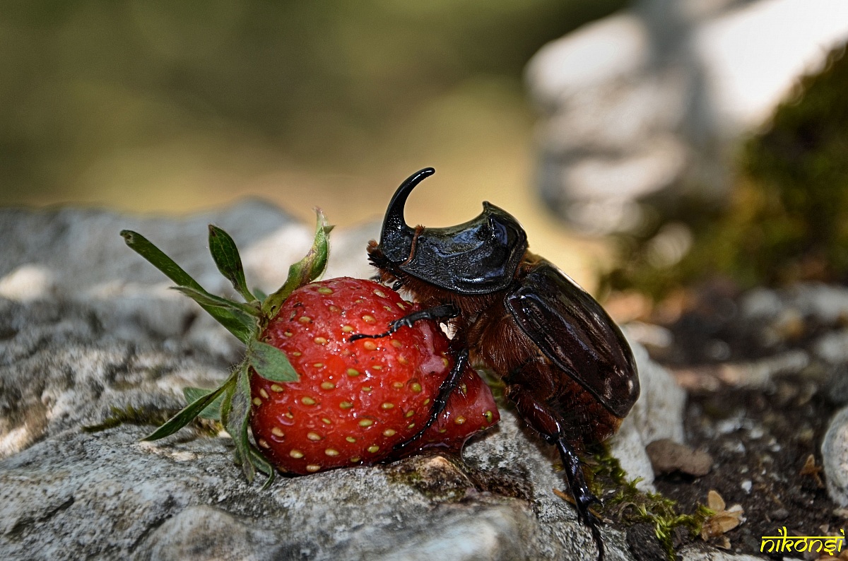 Rhinoceros Beetle