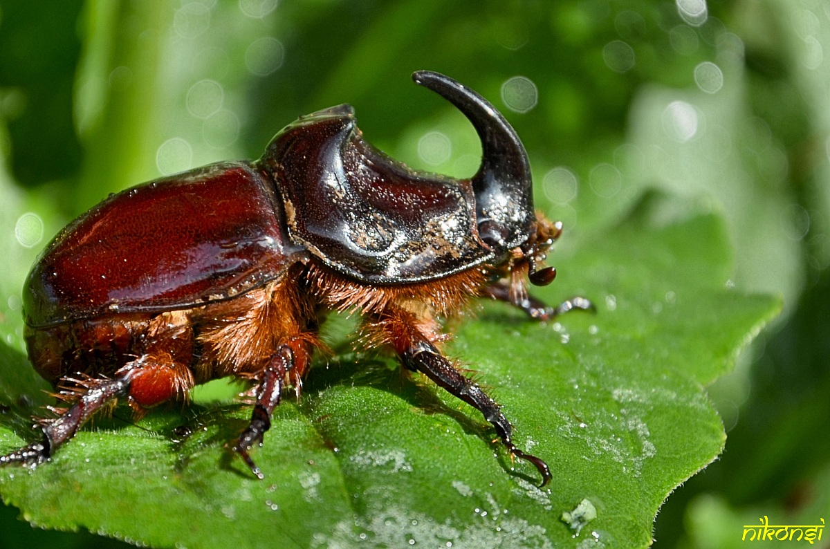 Rhinoceros Beetle