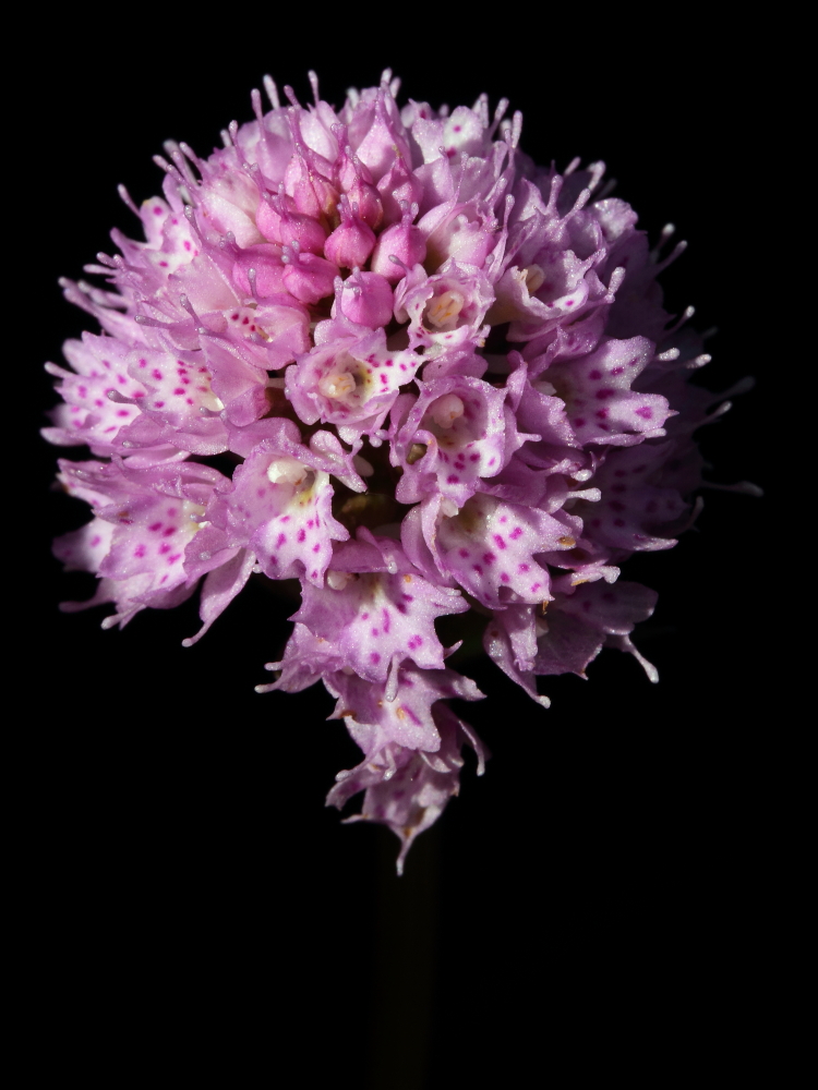 Traunsteinera Globosa - Prati Shanbiere