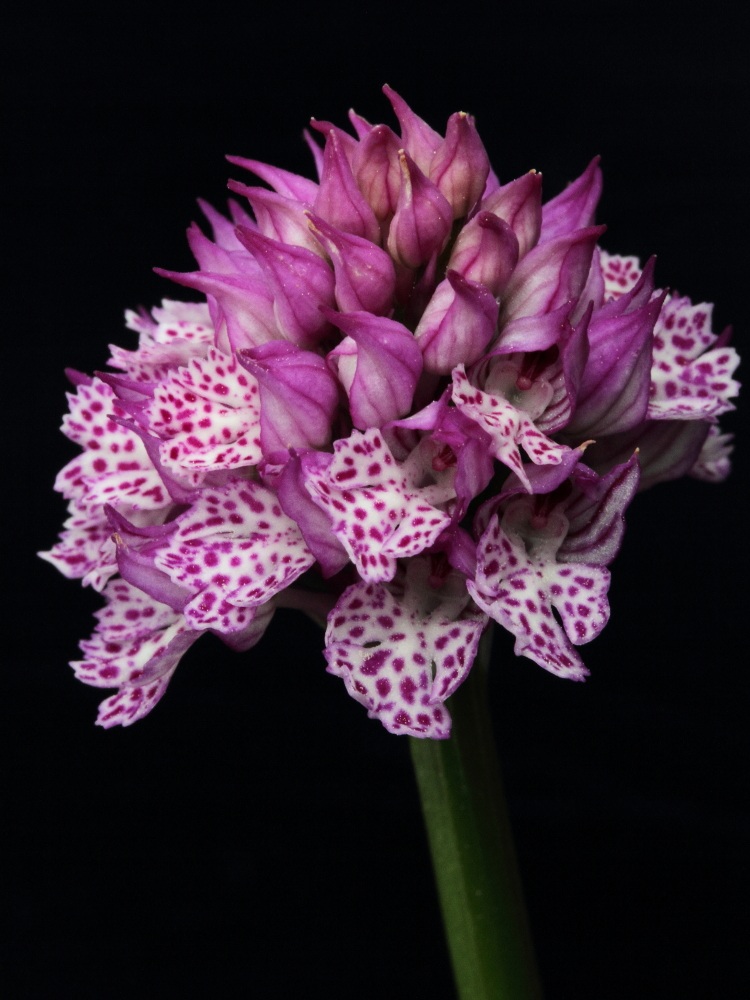 Orchis Tridentata - Cota Ruja