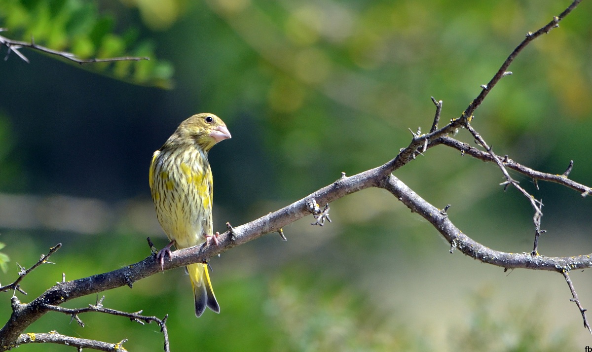 verzellino??(VERDONE)(correzzione di Mario Zanellato)