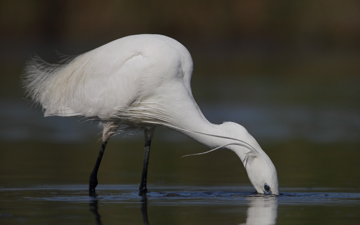 egret