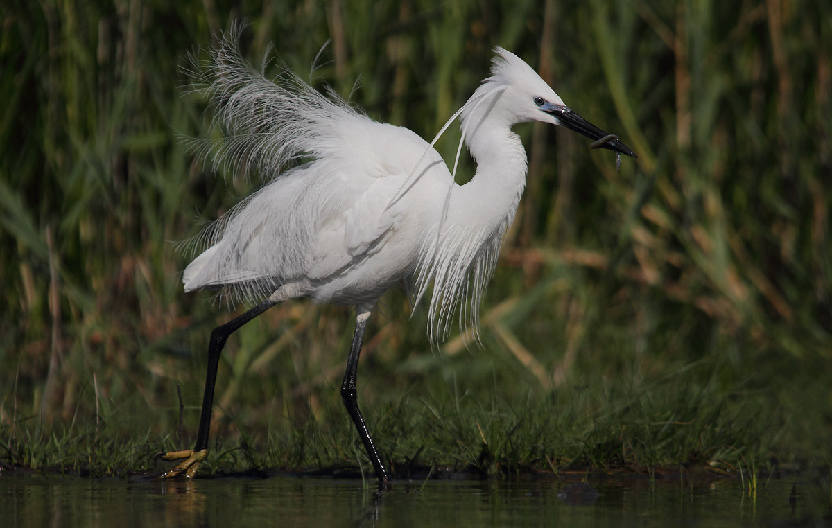 egret