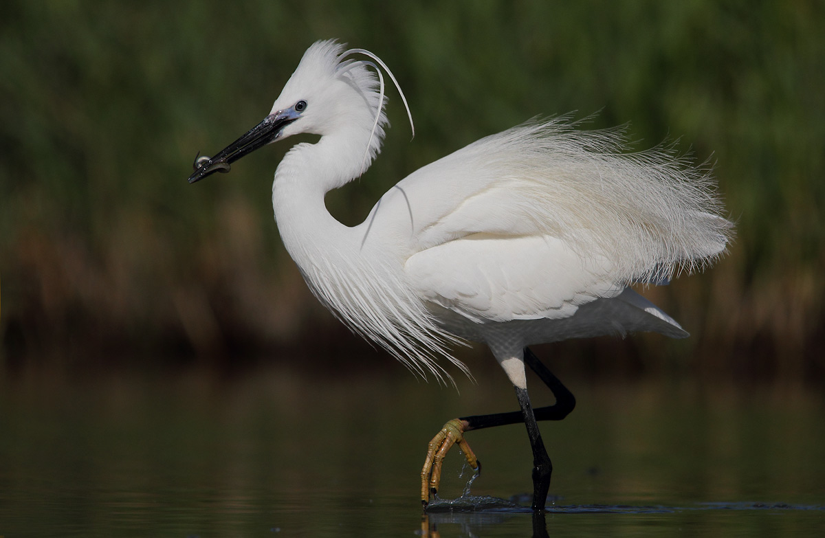 egret
